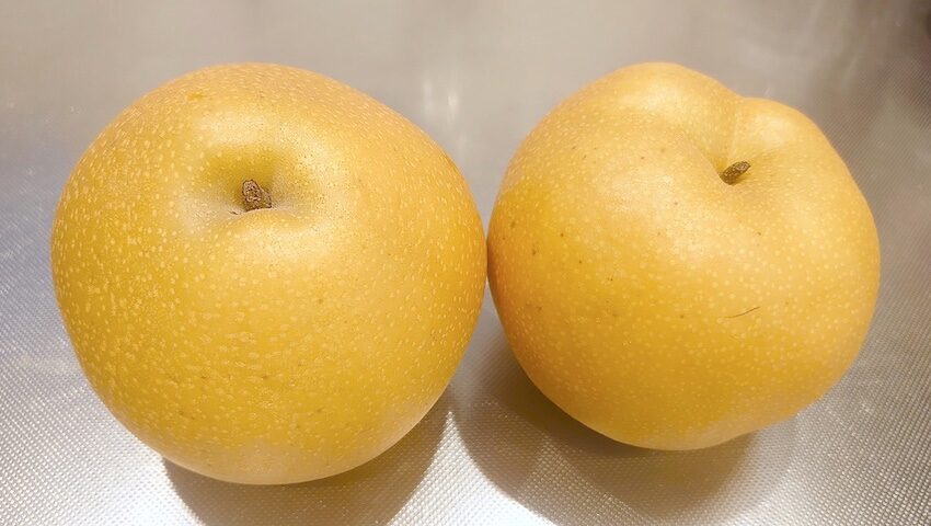 梨の保存は下向きで冷蔵庫保存で長期美味しい！常温は絶対ダメ